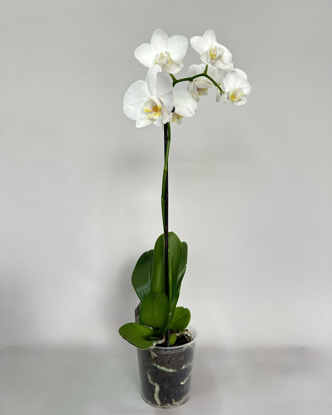 Орхидея 60 см