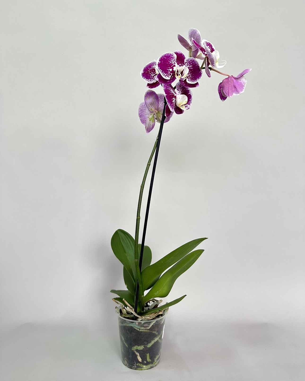 Орхидея 60 см